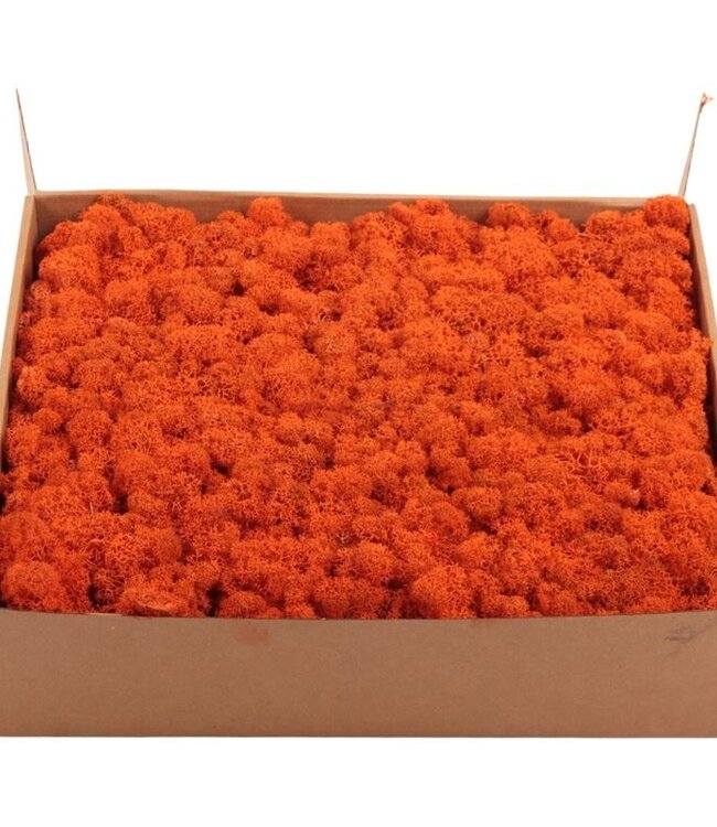 Reindeer moss or Iceland moss Orange | Ordered by piece