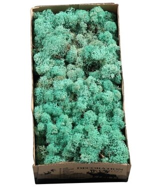 AD Reindeer Moss or Iceland Moss Pacific Green | Per 6 pieces