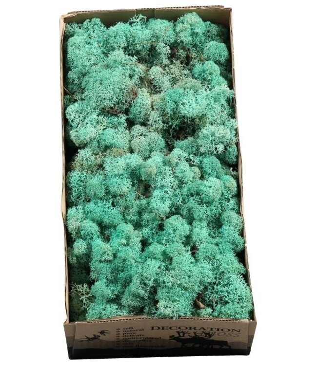 Reindeer Moss or Iceland Moss Pacific Green | Ordered by 6 pieces