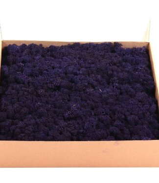 AD Reindeer Moss or Iceland Moss Purple | by piece