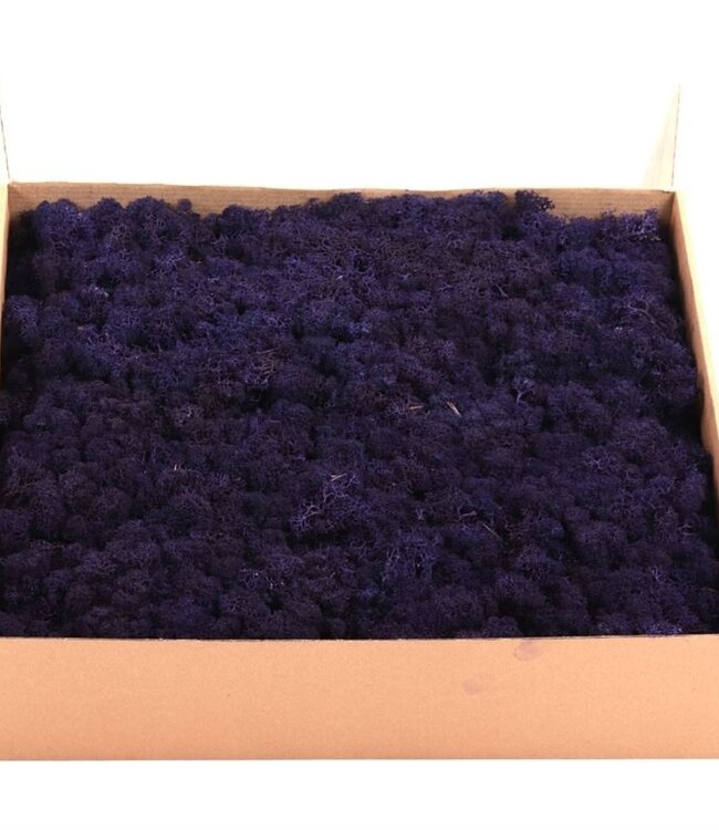 Reindeer Moss or Iceland Moss Purple | Ordered by piece