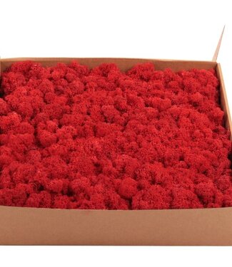 AD Reindeer moss or Iceland moss Red | by piece