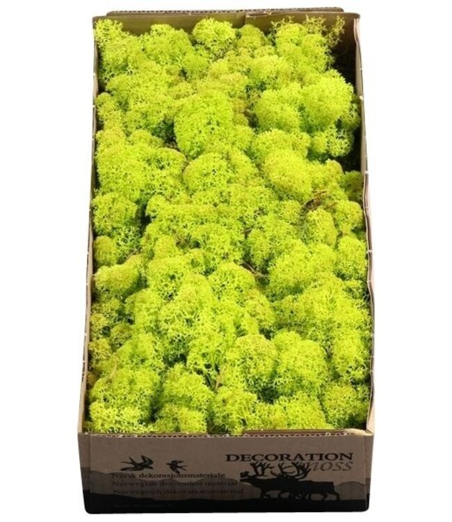 Reindeer moss or Iceland moss Spring Green | Ordered by 6 pieces