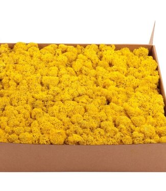 AD Reindeer moss or Iceland moss Yellow | by piece