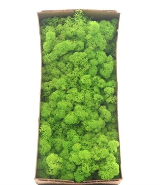 AD Reindeer Moss or Iceland Moss Light Grass Green | Per 6 pieces