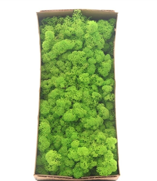 Reindeer Moss or Iceland Moss Light Grass Green | Ordered by 6 pieces