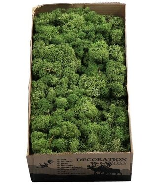 AD Reindeer Moss or Iceland Moss Green | Per 6 pieces