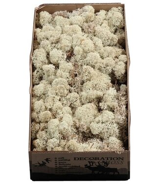 AD Reindeer moss or Iceland moss Natural | Per 6 pieces