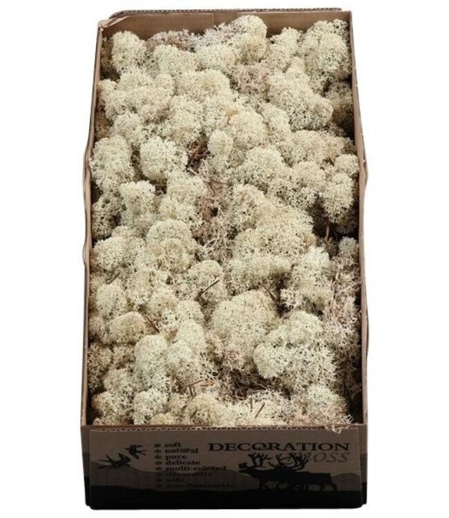 Reindeer moss or Iceland moss Naturelle | Ordered by 6 pieces