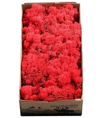 AD Reindeer moss or Iceland moss Red | Per 6 pieces