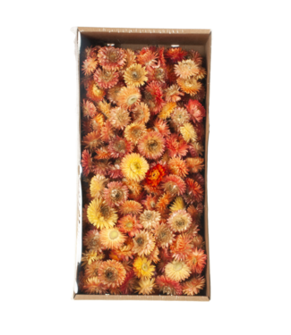 LDD Salmon-coloured straw flowers Helichrysum heads | Weight 100 grams | Per 6 boxes