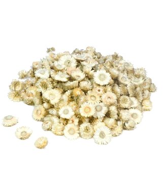 LDD White Straw Flowers Helichrysum heads | Weight 2 kilograms | Per piece