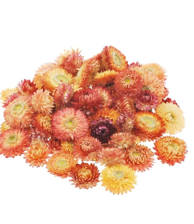 Salmon-coloured straw flower Helichrysum heads | Weight 2 kilograms | Ordered by piece