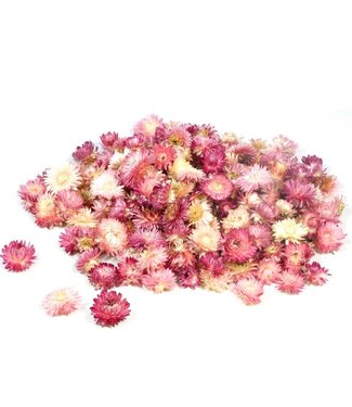 LDD Pink Straw Flowers Helichrysum heads | Weight 2 kilograms | Per piece