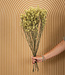 Yellow dried Sea Lavender | Yellow Limonium Diamond dried flowers | Length ± 70 cm | Order per 5 stems