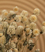 Creamy white dried Gomphrena Globosa dried flowers | Length 45 centimetres | Order per bunch