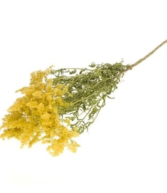 MyFlowers Solidago flower natural yellow dried flowers | Length ± 60 centimetres | Per bunch