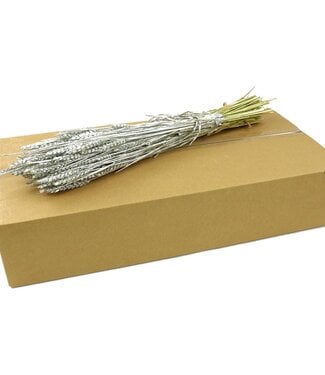 4A Zilverkleurige Tarwe | Triticum droogbloemen | Opruiming Kerst | Per 20 stuks