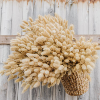 Lagurus séchés | Queues de lièvre