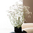 Gypsophila (Gypsophile)