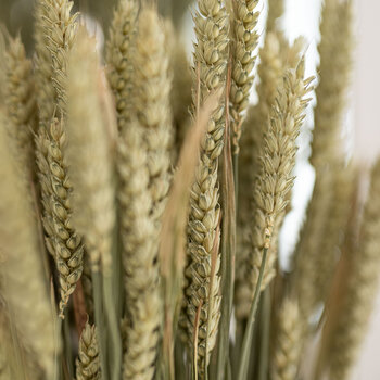 Gedroogde Tarwe | Triticum 