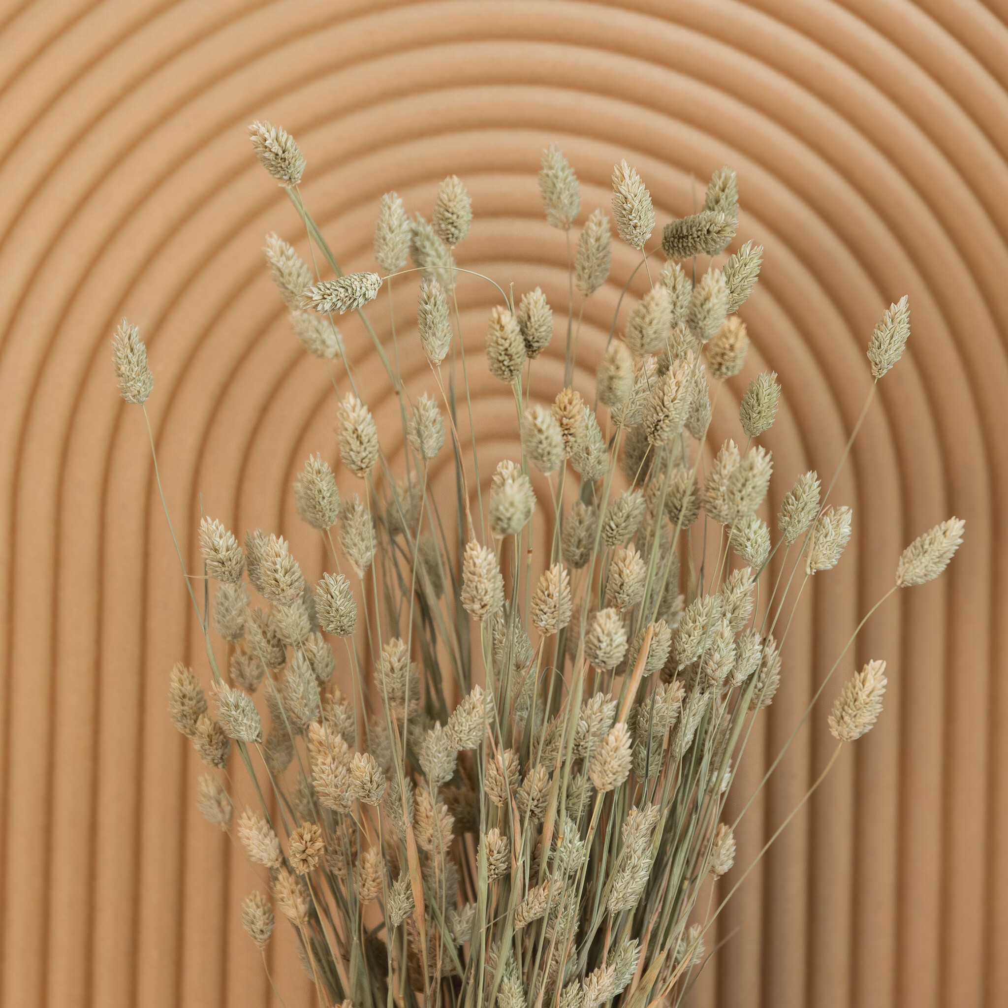 Gedroogd Kanariegras | Phalaris | per bos verkrijgbaar