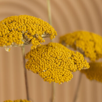 Achillea séché