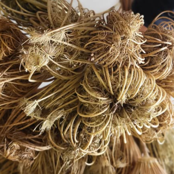 Gedroogde Ammi Majus