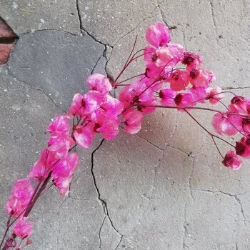 Gedroogde Bougainvillea