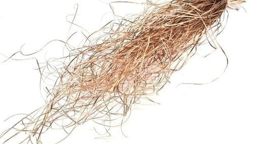 Gedroogd Berengras | Natuurlijk decoratief gras voor elk interieur