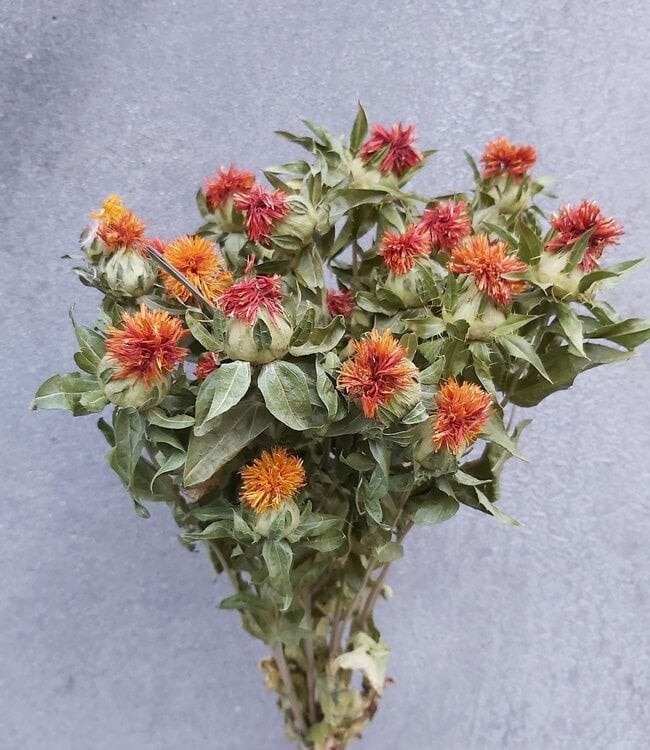 Gedroogde Carthamus | Warme droogbloemen met karakter voor elk seizoen