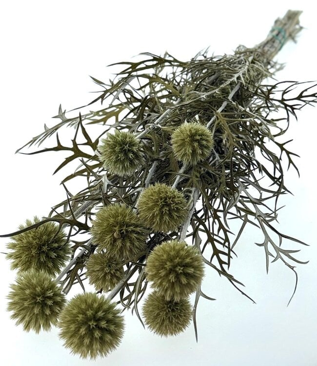 Gedroogde Distels | Decoratieve en robuuste droogbloemen