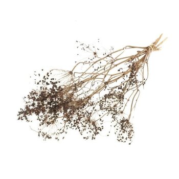 Getrockneter Goldschirm