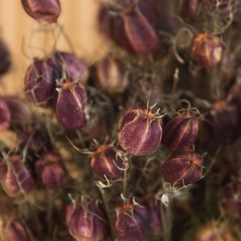 Nigelle séchée