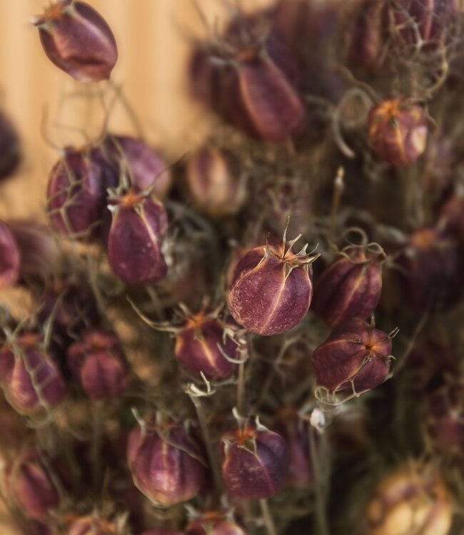 Gedroogde Nigella | Elegante droogbloem met speelse zaaddozen en fijne structuur