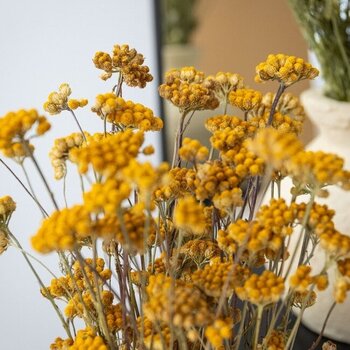 Gedroogde Lonas Aanua