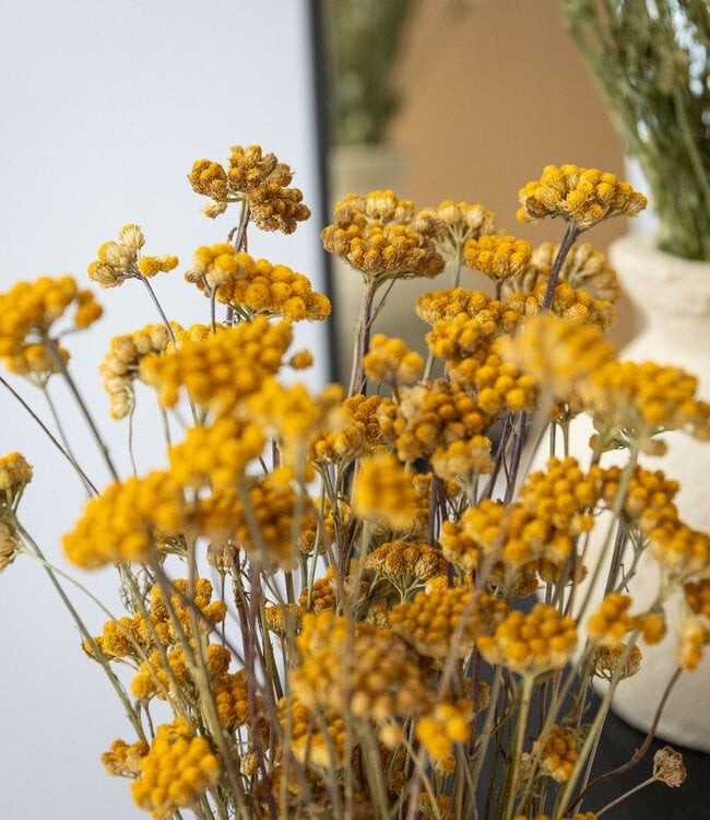 Gedroogde Lonas Annua | Mooie droogbloemen voor elk interieur