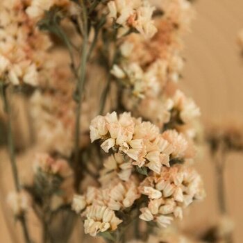 Limonium séché