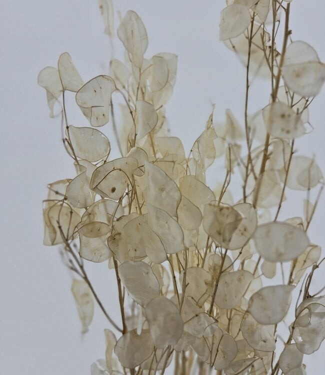 Gedroogde Lunaria | Transparante Judaspenning voor stijlvolle boeketten en interieurdecoratie