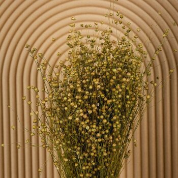 Getrockneter Flachs | Linum