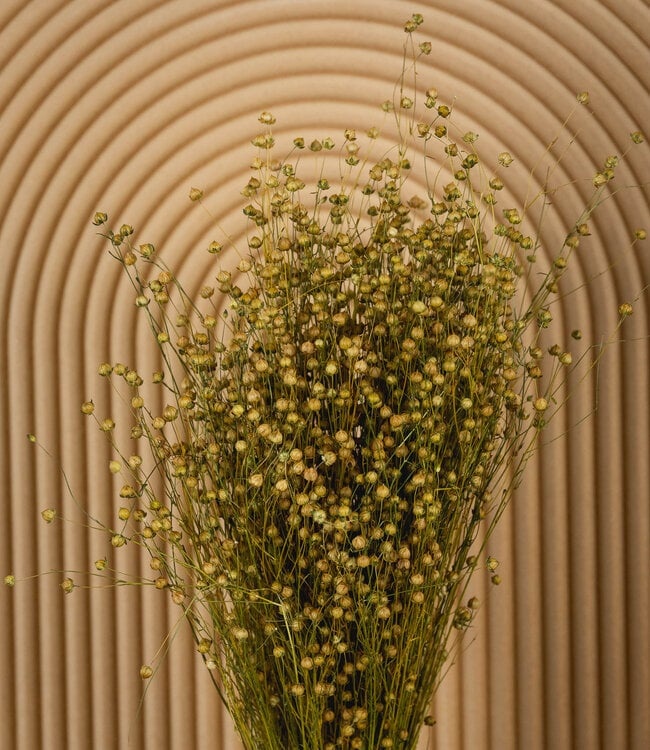 Gedroogde vlassen | Linum droogbloemen