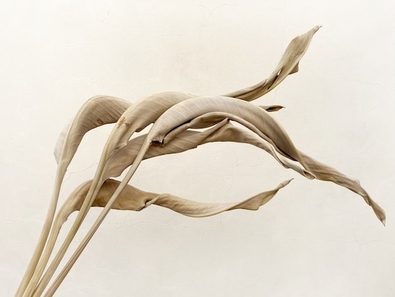 Gedroogde Strelitzia | Kunstzinnige Paradijsvogelbloem vol flair en tropische charme