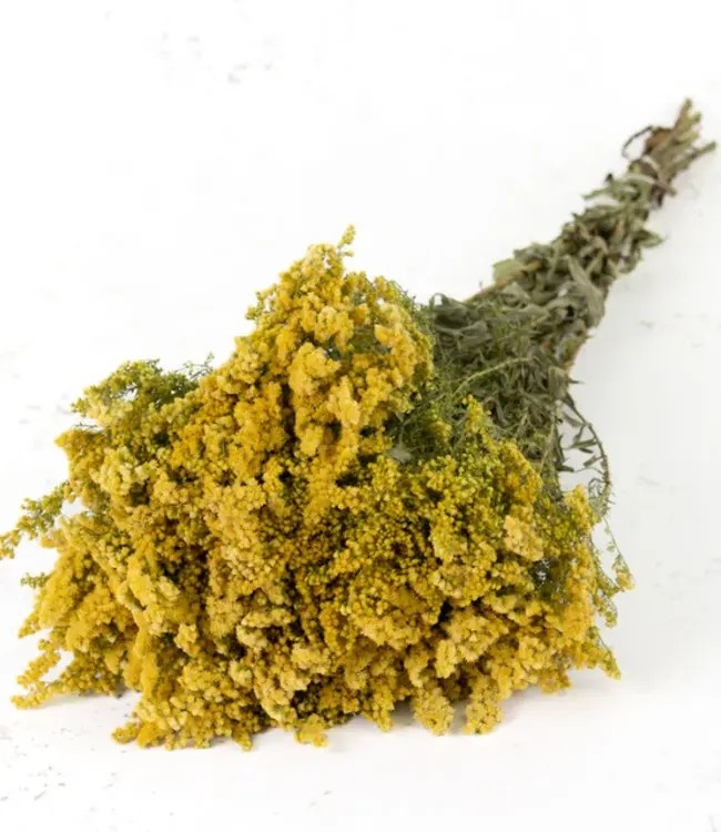 Gedroogde Solidago | Guldenroede droogbloemen met een warme, zonnige uitstraling