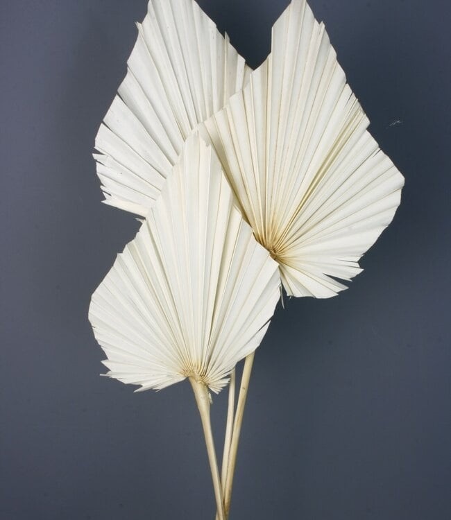 Gedroogde Palmen & Palmbladeren | Tropische statementstukken vol structuur en karakter