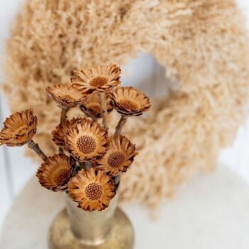 Protéas séchées | divers types