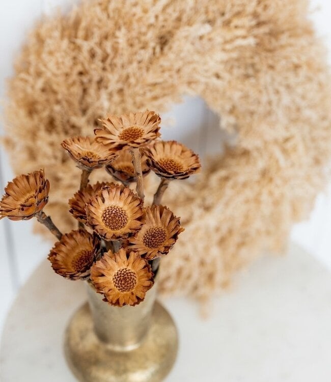 Gedroogde Protea's | Suikerbossie | diverse soorten