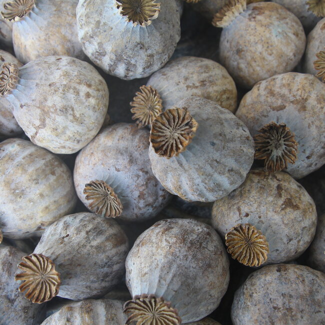 Gedroogde papaver koppen | Maat XL | Oogst 2025 | Per kilo te bestellen