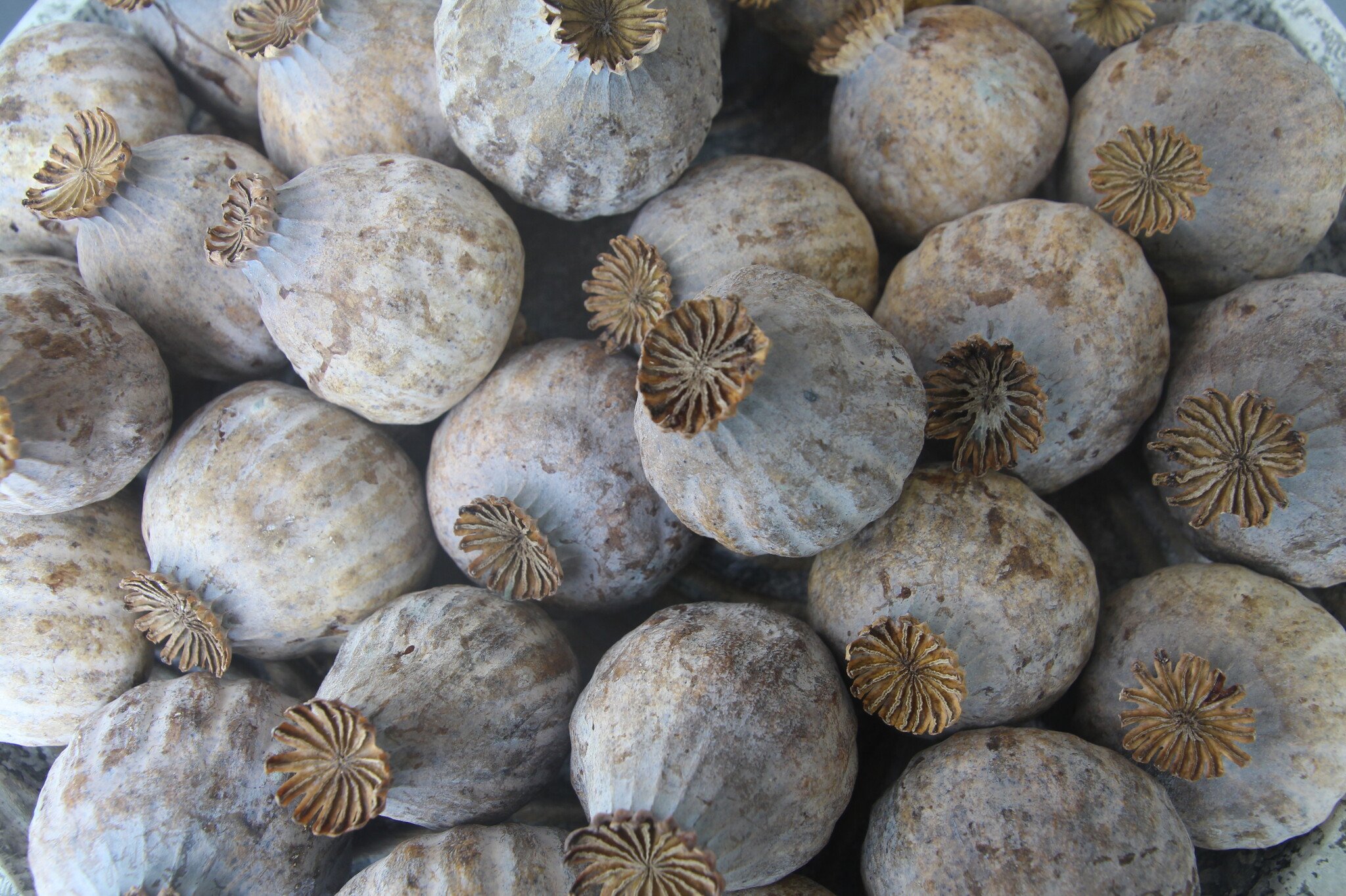 Poppy Pods 2025: Find Your Perfect Size at MyFlowers.shop