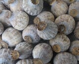 Capsules de Pavot 2025 : Trouvez Votre Taille Parfaite chez MyFlowers.shop