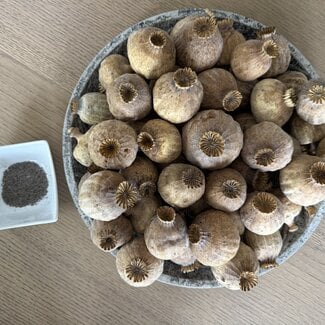 POPPY POWER Dried poppy heads | Size XL | Harvest 2025 | Per kilo